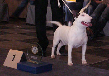 Ch Balkan Bull Allyn Surprise - " Robin " 