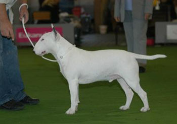 Ch Balkan Bull Apache Blue