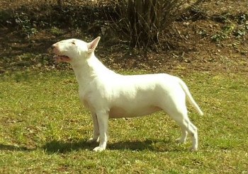Balkan Bull Hot Love
