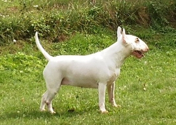 pistolette