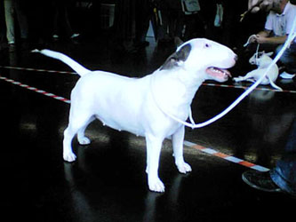 Ch Balkan Bull Allyn Surprise - " Robin "