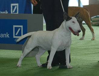 Ch Balkan Bull Allyn Surprise - " Robin "