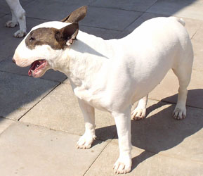Ch Balkan Bull Allyn Surprise - " Robin "
